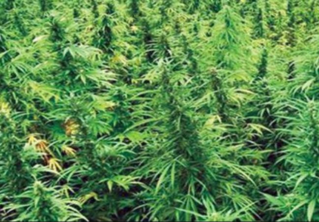 ‘नेपालमा गाँजा’ पुस्तक सार्वजनिक